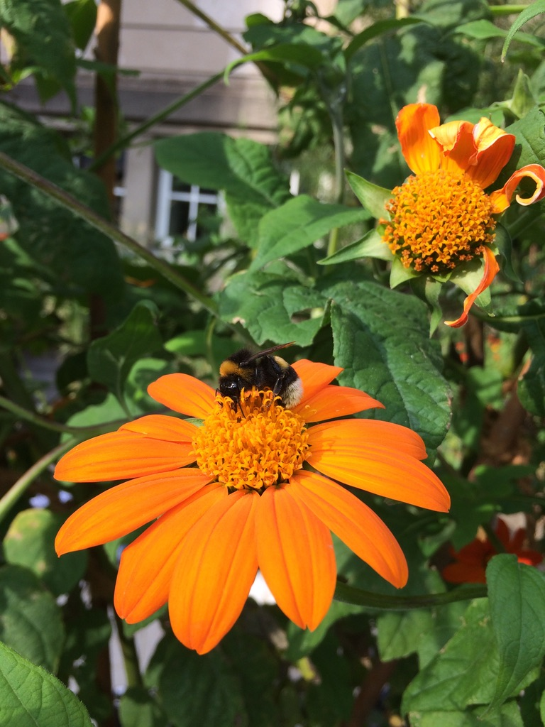 Orange Blume mit einer Hummel drauf