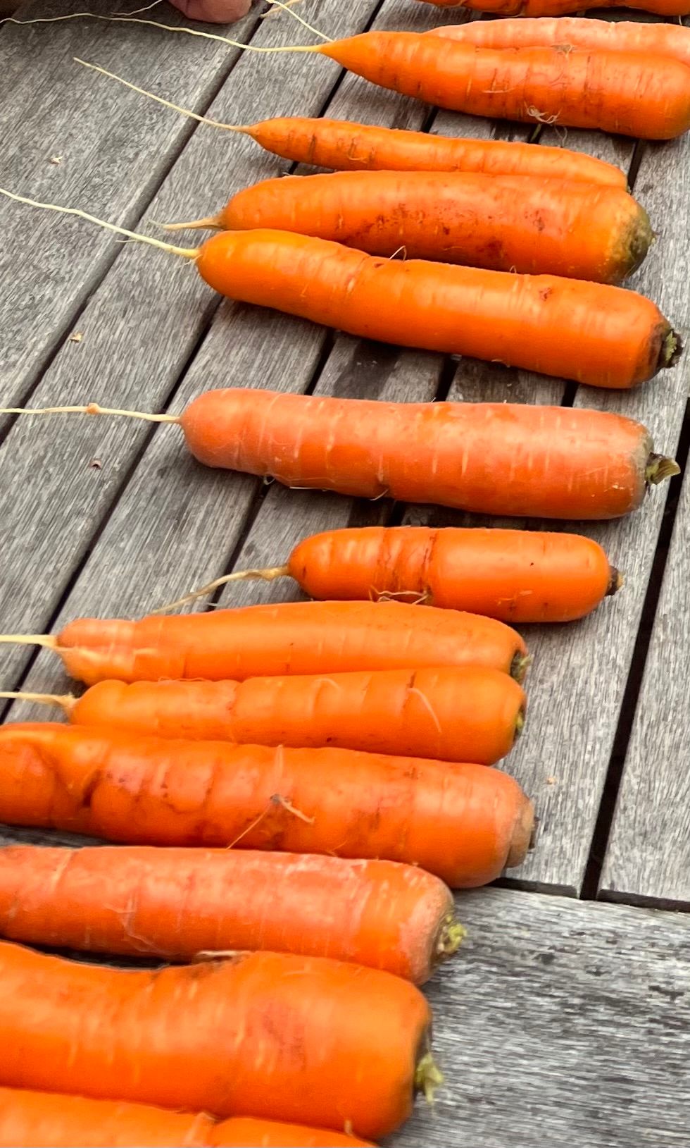Foto von verschiedenen Karotten
